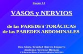 vasos y nervios paredes torax y abdomen
