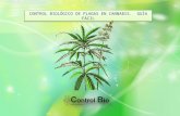Control biológico de plagas en cannabis