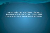 Anatomía del sistema límbico, formación reticular  y sistema sensorial del sistema nervioso