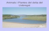 Animals i plantes del delta del llobregat
