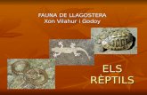 Els rèptils de Llagostera