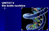 Ud5 àcids nucleics