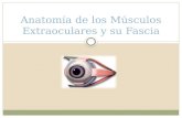 2. anatomía de los músculos extraoculares y su fascia