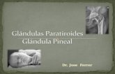 Las paratiroides y la pineal