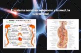 Sistema Nervioso Autonomo capitulo 60