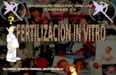 Fertilizacion In Vitro
