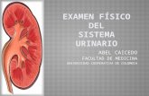 Examen físico del sistema urinario