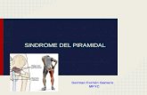 Sindrome piramidal , musculo piramidal