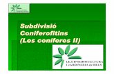 Coniferofitins (xiprers, ginebres, sequoies)
