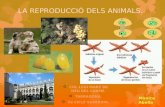 La reproducció dels animals 10