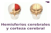 Corteza y hemisferios cerebrales