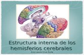 Estructura interna de los hemisferios cerebrales