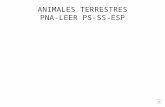 Animales terrestres presentacion