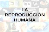 C. Medio LA REPRODUCCIÓN HUMANA Tercer Ciclo E.P.