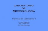 Morfologia Bacteriana Y Tinciones Diferenciales