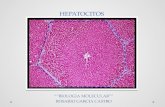 Hepatocitos 1