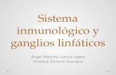 Sistema inmunológico y ganglios linfáticos