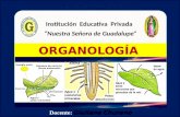 Organología  vegetal