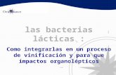 Christophe Morge. Las bacterias lácticas: integración en cada proceso de vinificación según su impacto organoléptico