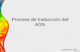 Proceso de traducción del adn