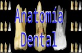 Anatomia dental 2