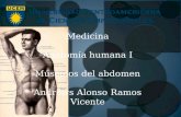 Músculos del abdomen. según sinelnikov I. Andrews Ramos Vicente.