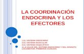Tema 6 la coordinación endocrina y los efectores