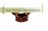 Cultivos Organicos[Estudio