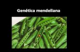 571 genética mendeliana