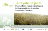 Arráyate un pino: buscando un nuevo modelo para la financiación de la gestión forestal en Canarias