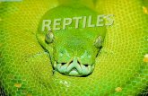 Anfibios reptiles ab css