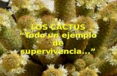 Cactus: ejemplo de supervivencia