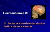 Neuroanat...Ppt MóDulo Dr. AndréS