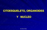 Clase 06 citoesqieleto,organoides,núcleo psico2010