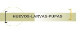 HUEVO LARVA Y PUPA CLASE PRACTICA