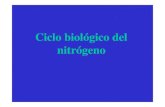 Ciclo Nitrogeno 1219921483800090 9
