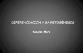 Diferenciación & gametogénesis