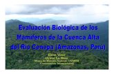 Evaluación biológica de mamíferos de la cuenca alta del río Cenepa