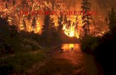 Charla Incendios Forestais