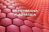 Membrana plasmática slider
