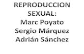 Reproducció sexual d'animals i plantes: Adrian, Marquez i Poyato