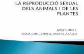 Reproducció sexual d'animals i plantes: Aida Nour i Marta A