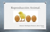 Reproduccin animal o animalia