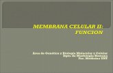Membrana celulari funcion