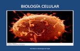 Fundamentos de bio celular y molecular , teoría celular y tipos de células.