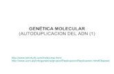 Genética molecular. Autoduplicación  del  ADN