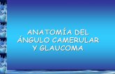 glaucoma y ángulo camerular