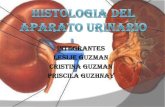 Histologia del aparato urinario