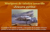 Mariposa de taladro amarillo o barrenador de la madera -Zeuzera Pyrina-
