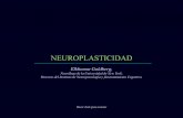 Neuroplasticidad cerebral